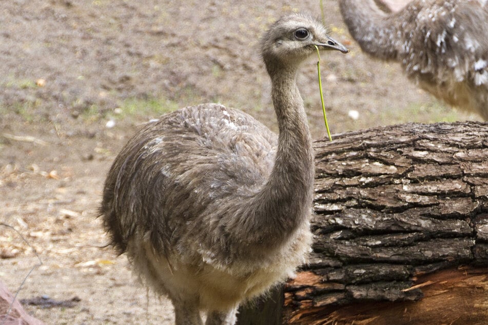 Bei den Nandus im Zoo Leipzig gab es Nachwuchs - ein Junges starb. (Archivbild)