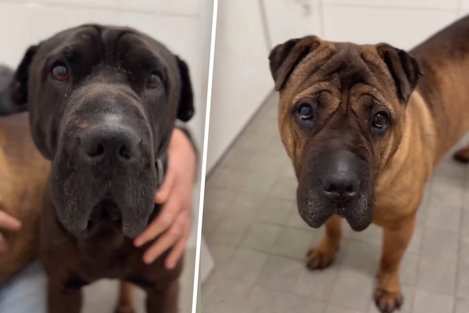 Solo felices juntos: los hermanos caninos Ali y Julia esperan encontrar personas con corazón, casa y jardín.