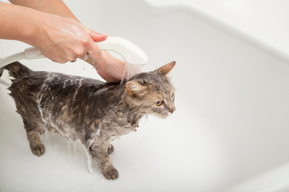 Cats often hate water because they have had bad experiences in the past.