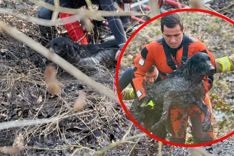 Drama im Moor: Feuerwehr befreit entkräftete Hündin