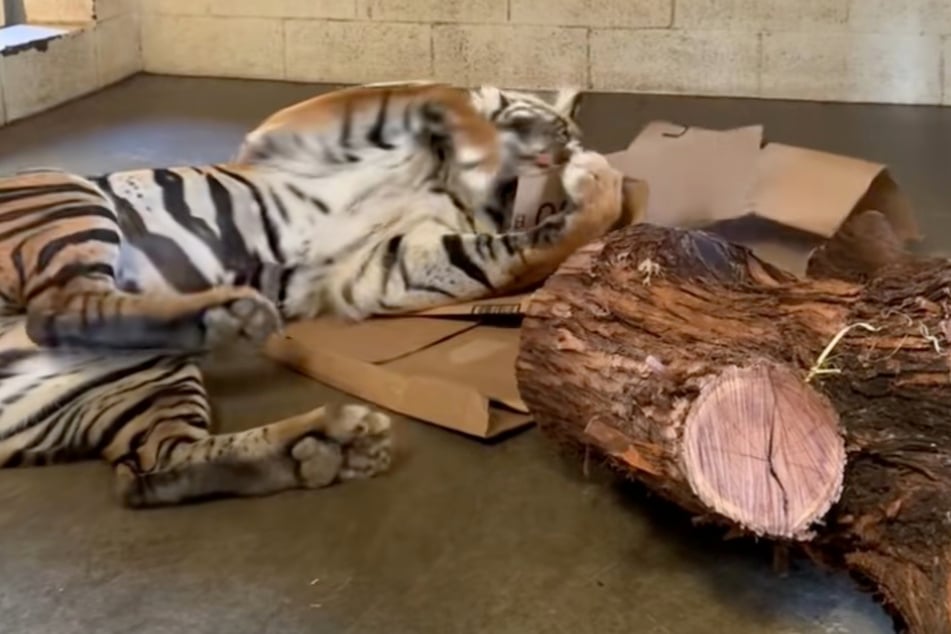 Como un gatito de casa, la tigresa Joanne brinca alrededor con la caja.
