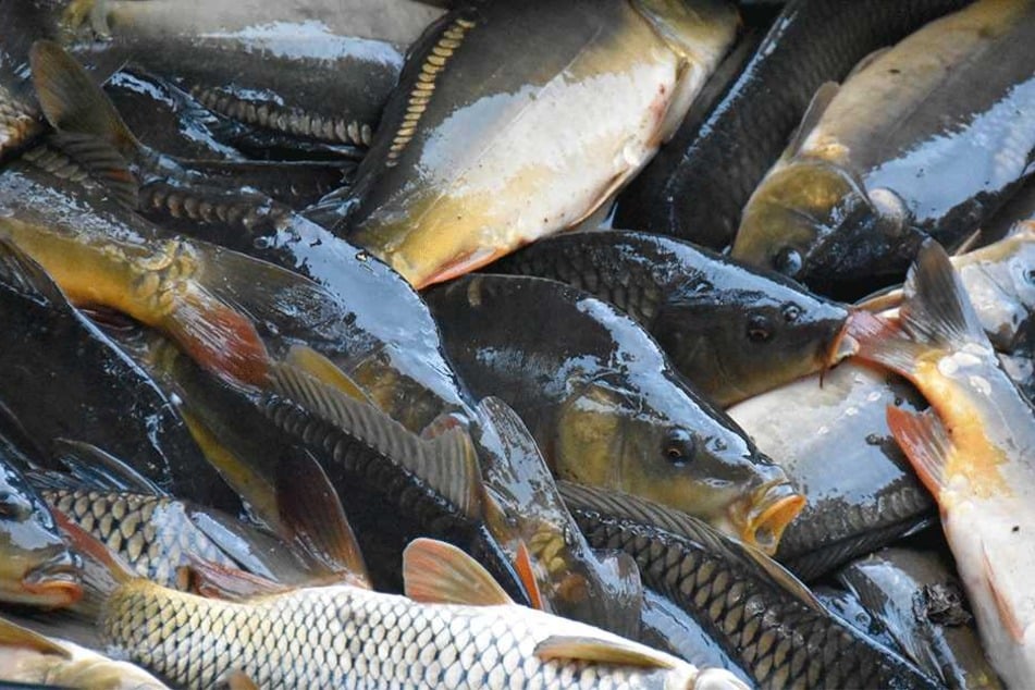 Rund zwei Tonnen Fisch mussten notabgefischt werden.