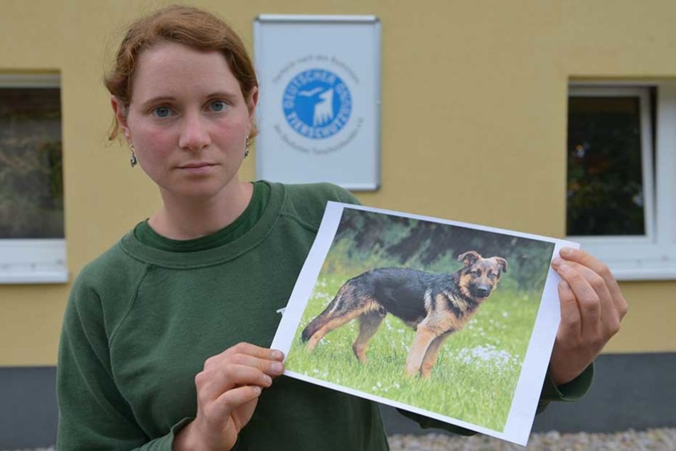 Tierschützerin Antje Schmidt (29) zeigt ein Foto des verstorbenen Edgar. Der Schäferhund-Rüde musste eingeschläfert werden.