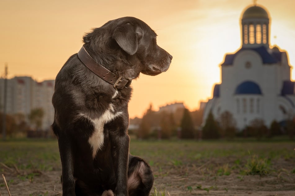 Hunde müssen beim Kirchenbesuch nicht draußen bleiben.