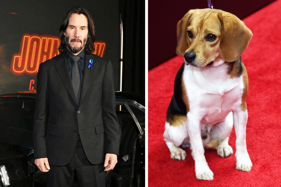 Alles begann mit Beagle Daisy: Doch was wurde aus dem Hund des ersten "John Wick"-Films?