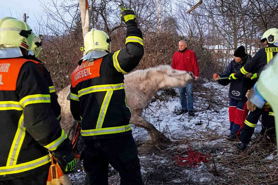 Geschafft! Nach rund zwei Stunden stand Pablo wieder auf der Erde.