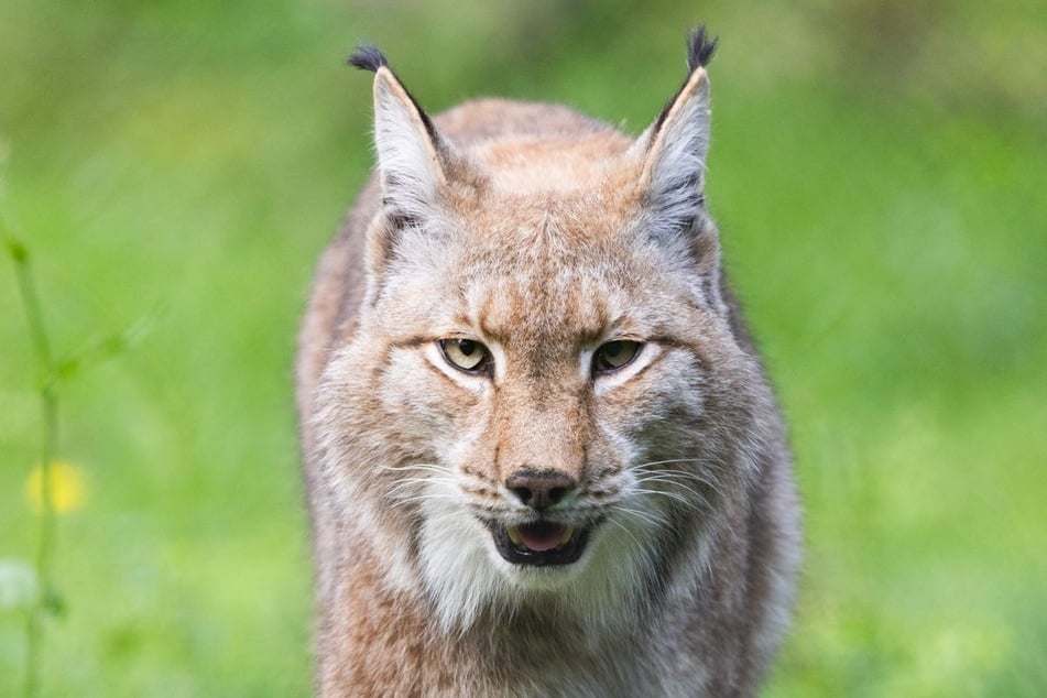 Der Luchs im Hochschwarzwald wurde bereits von Wildkameras fotografiert. (Symbolfoto)