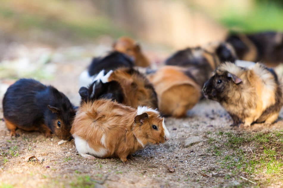 Meerschweinchen zu vergesellschaften funktioniert nicht immer.