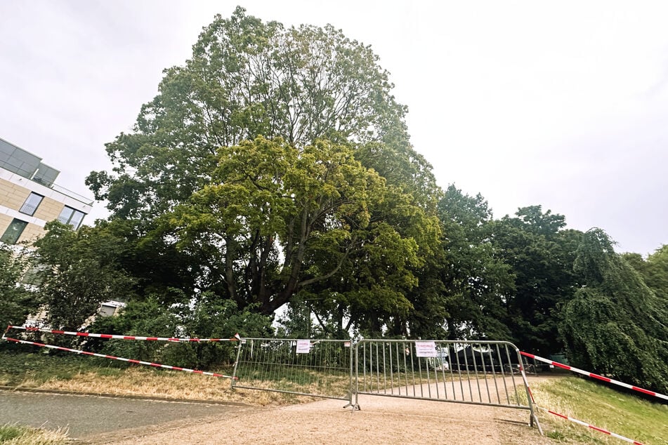 Der große Baum verlor am Montag einen Ast.