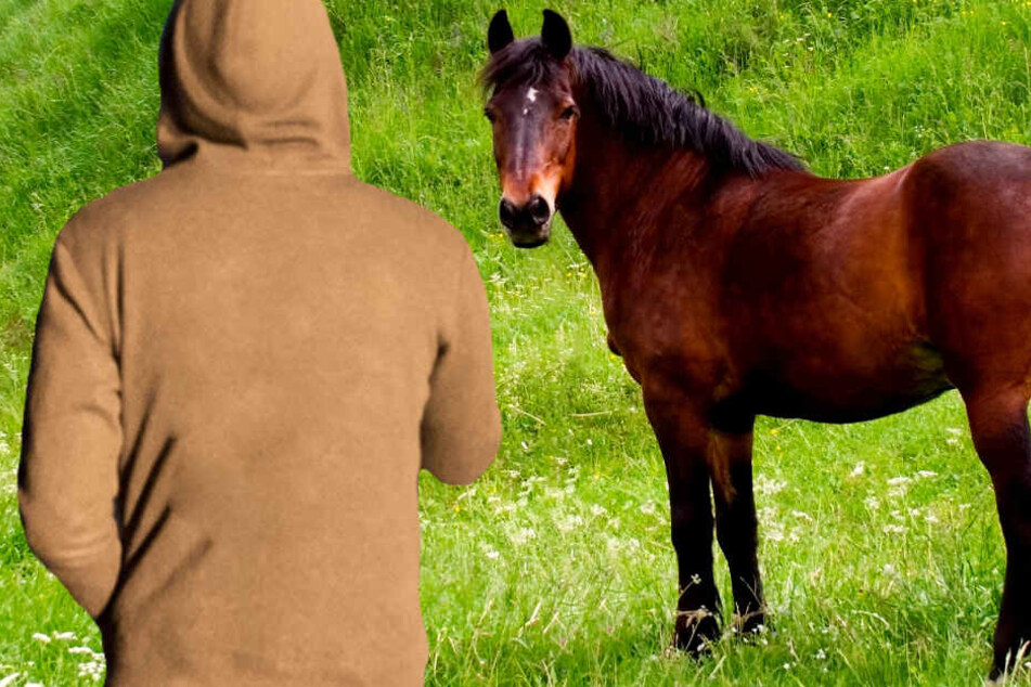 Ein Pferderipper verspürt aufgrund einer psychischen Störung das Verlangen, Pferde zu verstümmeln und/oder zu töten (Symbolbild).