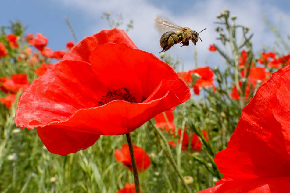 Eine Biene ist auf einer Wiese mit blühendem Klatschmohn unterwegs.