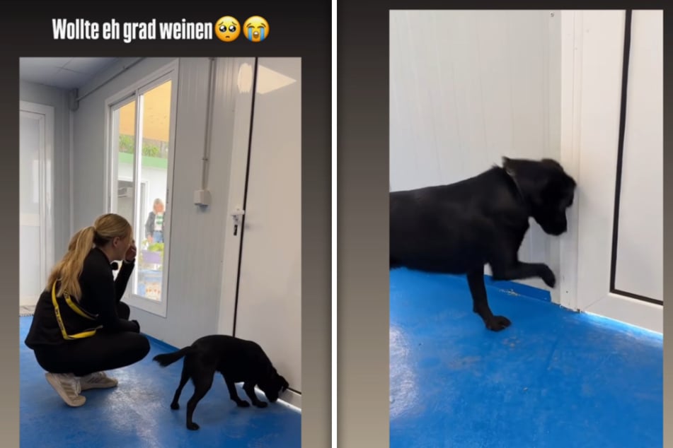 Über dieses Video aus einem Tierheim zeigte sich die Influencerin am Dienstag sehr traurig.