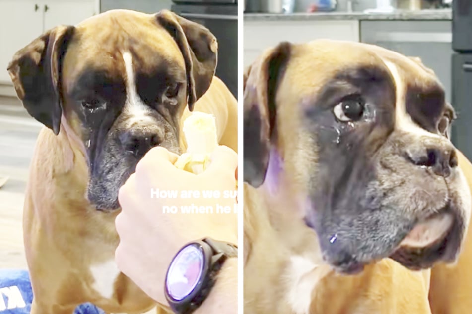 Der Boxer vergießt dicke Krokodilstränen, damit seine Halter weich werden.