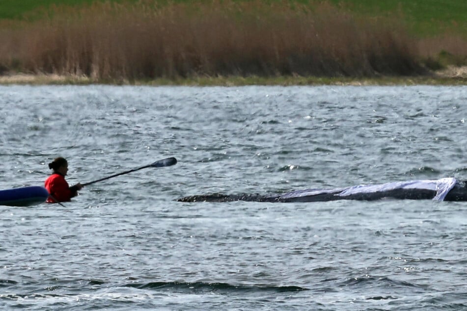 Am frühen Montagabend waren die Retter wieder längere Zeit bei "Timmy" im Wasser.
