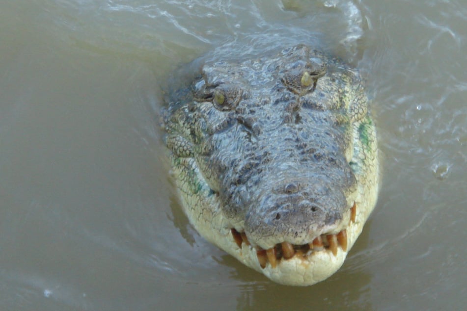 Wurde er Opfer eines Krokodils? Der Mann fiel offenbar ins Wasser und tauchte nicht wieder auf. (Archivbild)