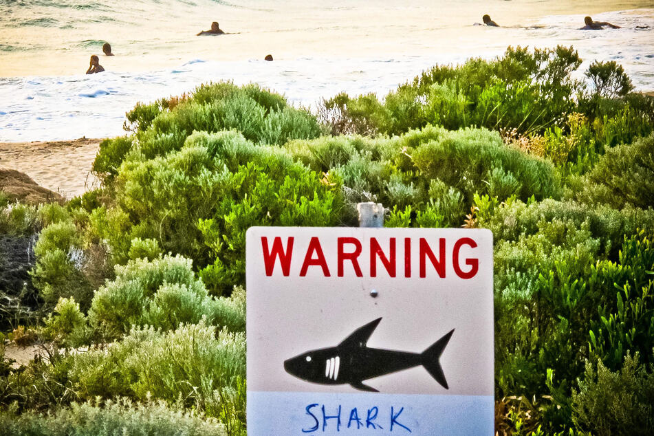 Ein Schild mit der Aufschrift "Warning shark sighting" (Achtung Hai gesichtet) ist an einem Strandzugang in Australien aufgestellt. (Symbolbild)