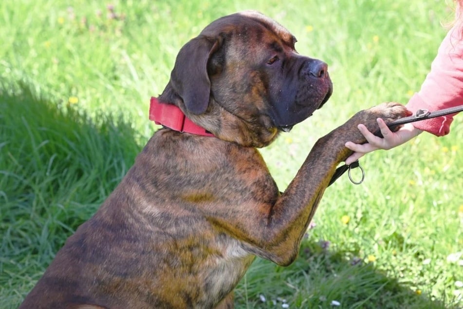 Hat er Vertrauen gefasst, erweist sich Butch als ein äußerst lieber Hund.