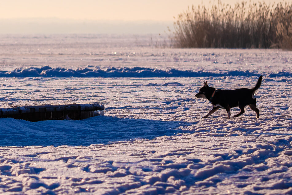 Mann will seinen Hund vom Eis holen, bricht ein und stirbt!
