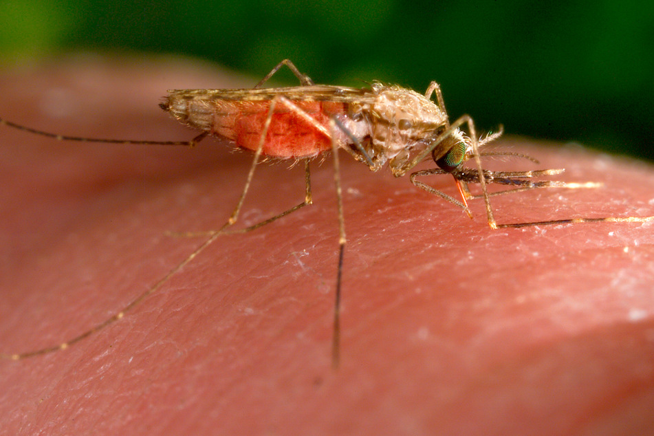Malaria wird üblicherweise in tropischen sowie subtropischen Gebieten von Stechmücken übertragen.