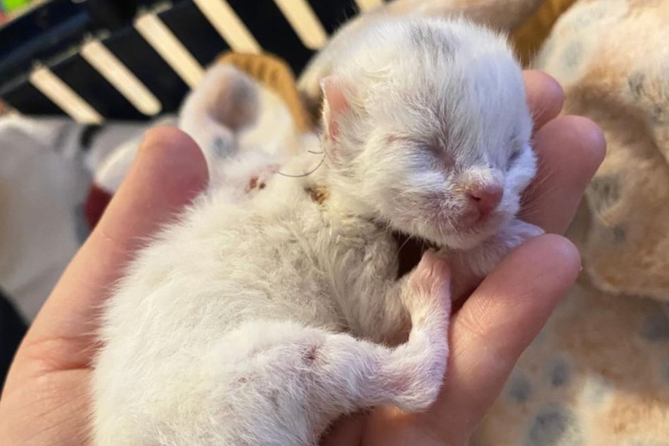 Das winzige Katzenjunge hatte einen alles andere als schönen Start ins Leben.