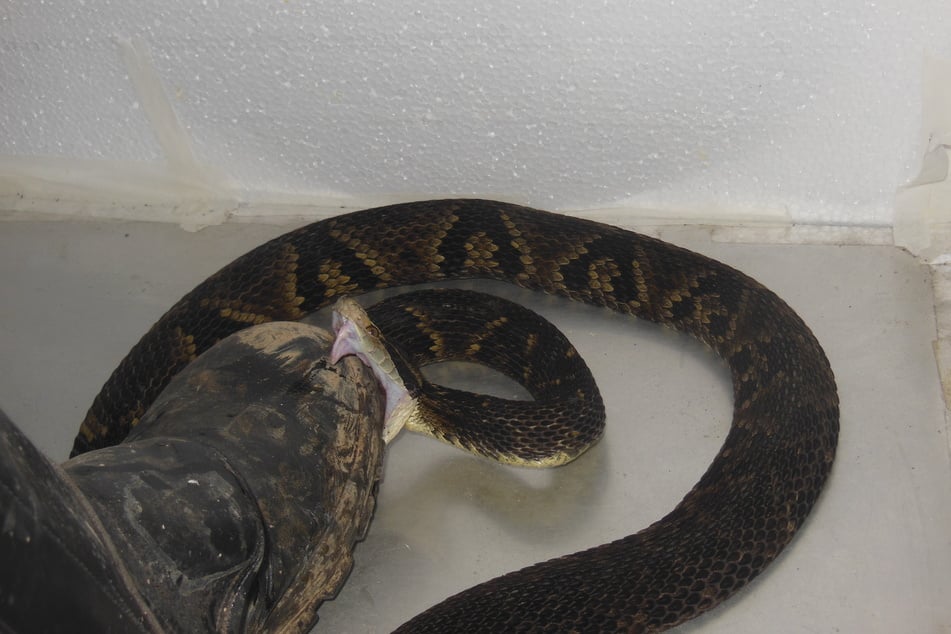 Ein brasilianischer Biologe hat mit einer ungewöhnlichen Methode das Beißverhalten giftiger Schlangen erforscht.