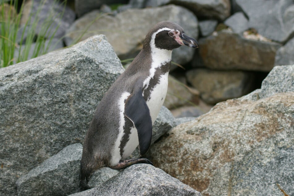 Große und kleine Pinguinfans können täglich um 11:30 Uhr und 15:30 Uhr bei der Schaufütterung dabei sein.
