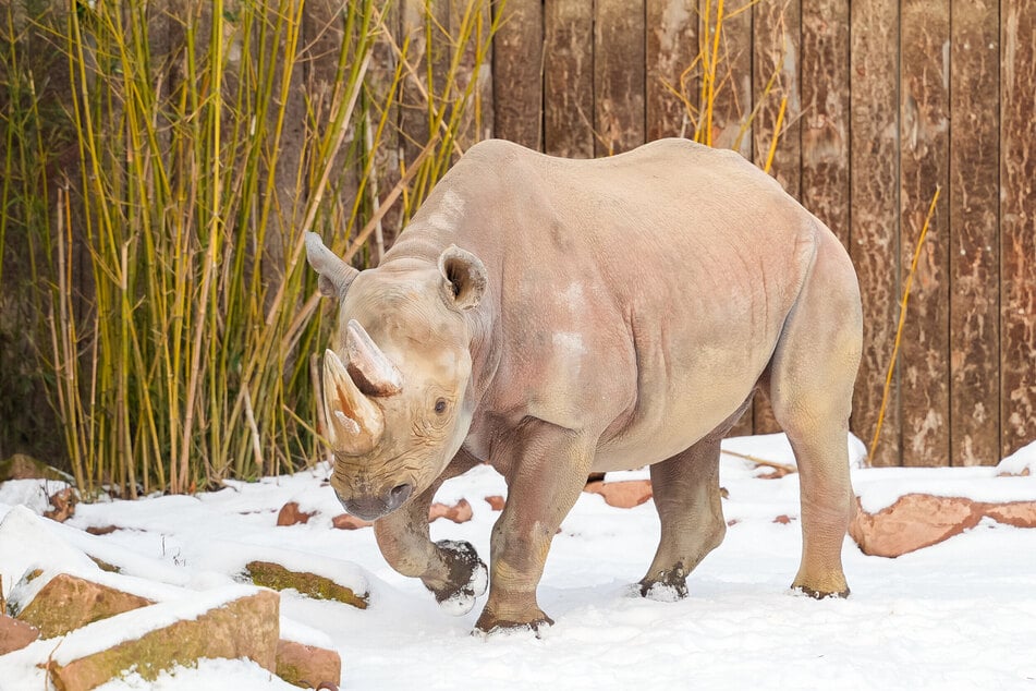 Nashornkuh Malia zieht vom Zoo Magdeburg bald nach Tschechien.