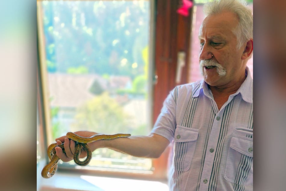 Reptilienexperte Armin Böhler zeigt die gefundene Kornnatter.