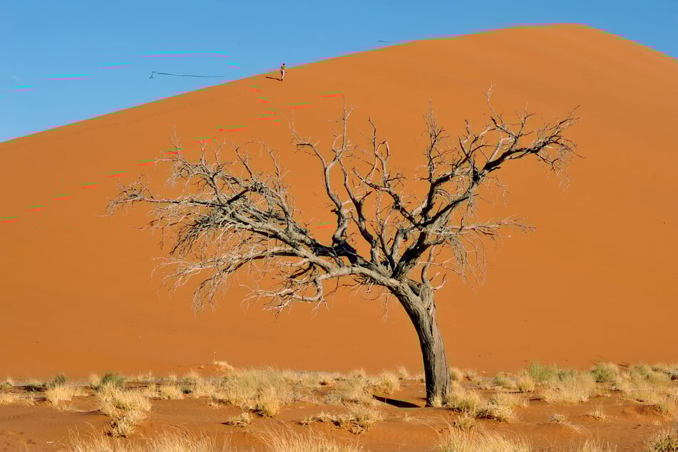 Dünen und abgestorbene Bäume im Namib Naukluft Park.