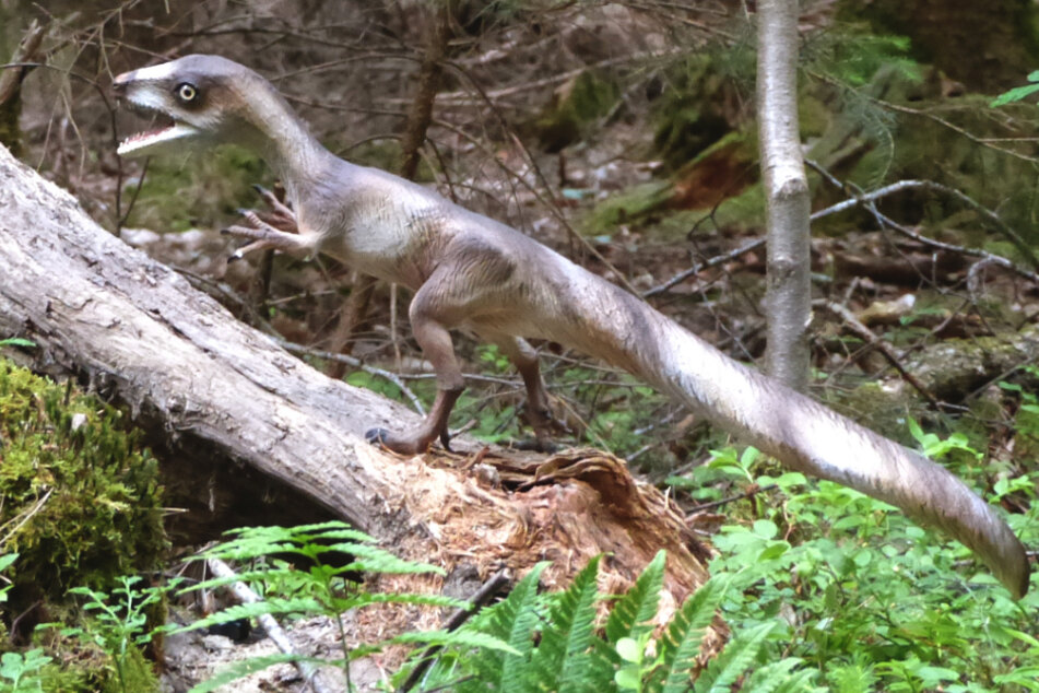 Dieses vom Dinosaurier-Park Altmühltal zur Verfügung gestellte Foto zeigt das geklaute Modell des "Sciurumimus albersdoerferi".