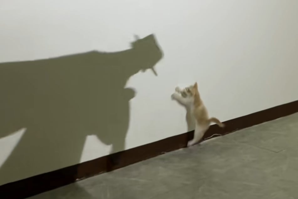 Ni siquiera los saltos altos sirven de ayuda. El gatito Kutilog no logra atrapar al “hombre de la sombra”.