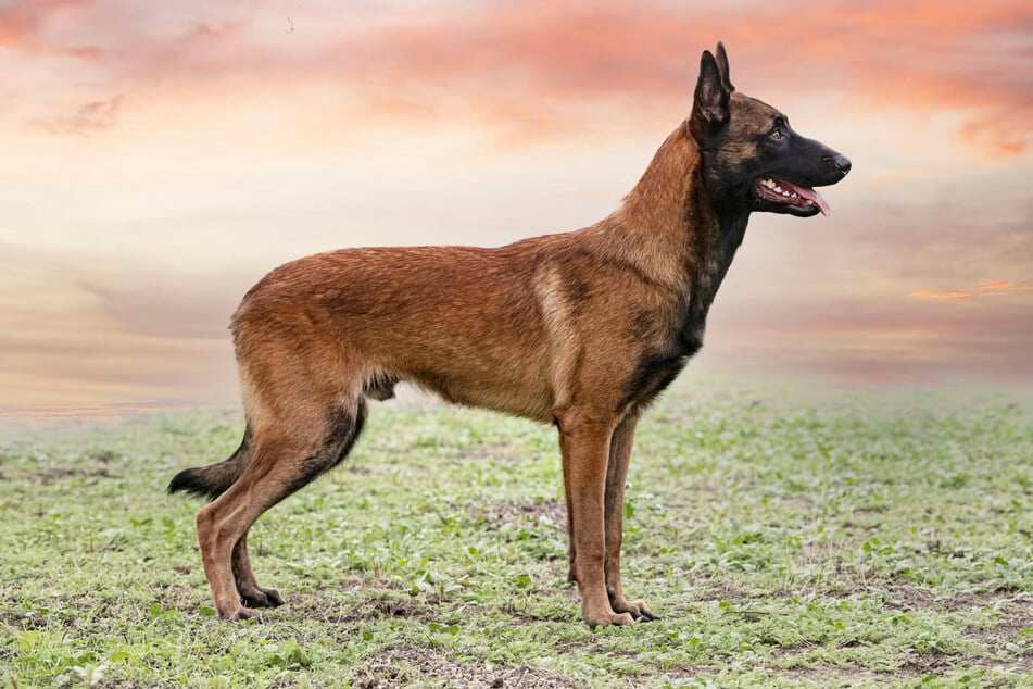 Belgian Malinois dogs often have a strong herding instinct and an affinity for playing!