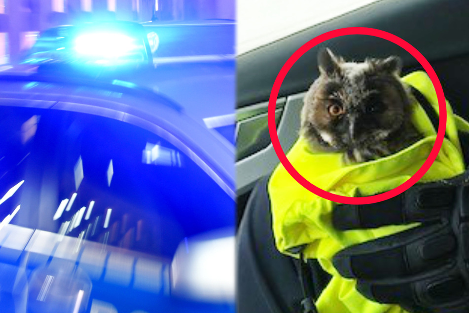 Beamte der Polizeidirektion Neustadt retteten am Samstag eine verletzte Eule auf der A61.