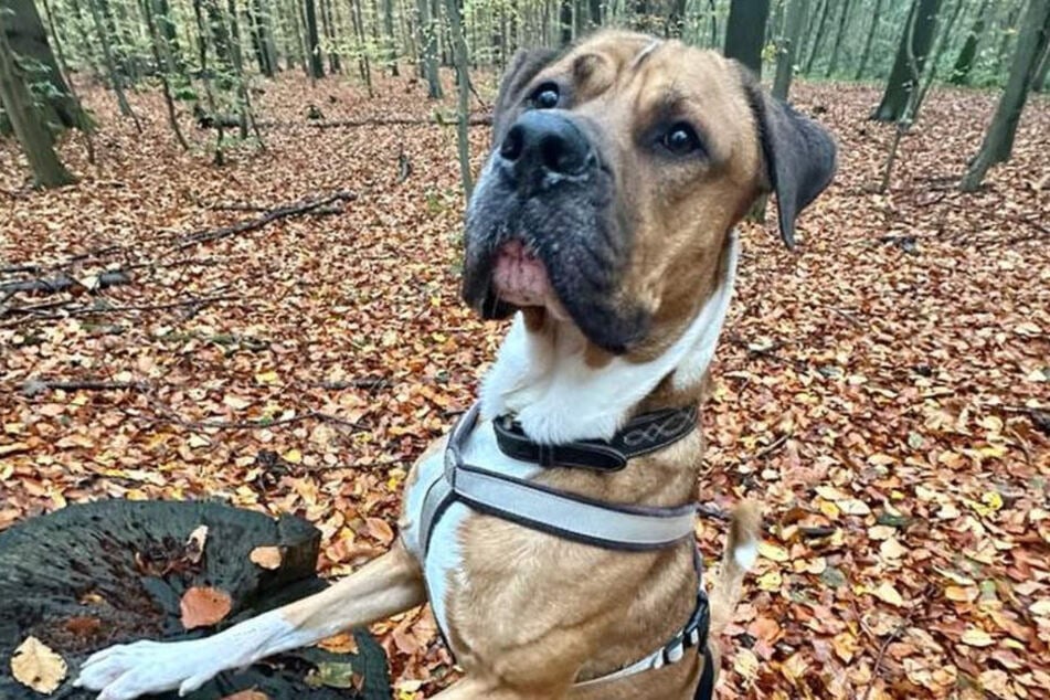 Zu einem Leckerli sagt der Cane Corso-Mischling nicht nein.