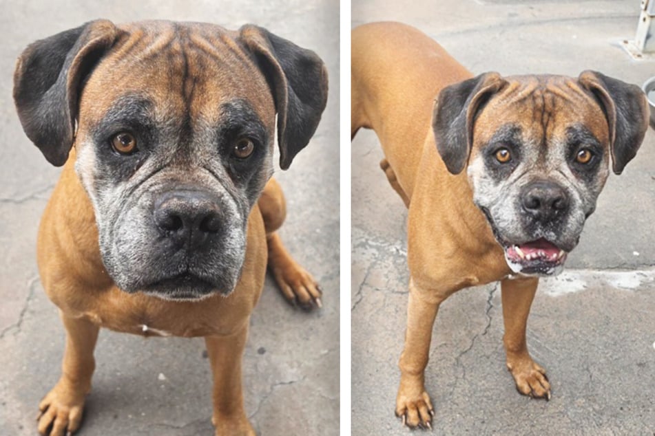 Hoffentlich niemand! Der circa acht Jahre alte Boxer Max sucht ein neues Zuhause bei liebevollen Menschen.