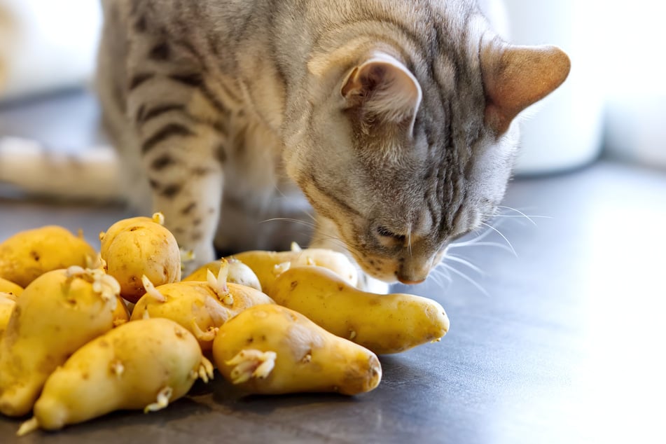 Der Verzehr von rohen Kartoffeln kann für Katzen tödlich sein.