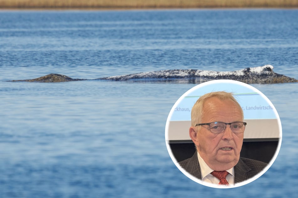 Ursprüngliches Rettungskonzept für Buckelwal Timmy nicht mehr umsetzbar: Wie geht es jetzt weiter?