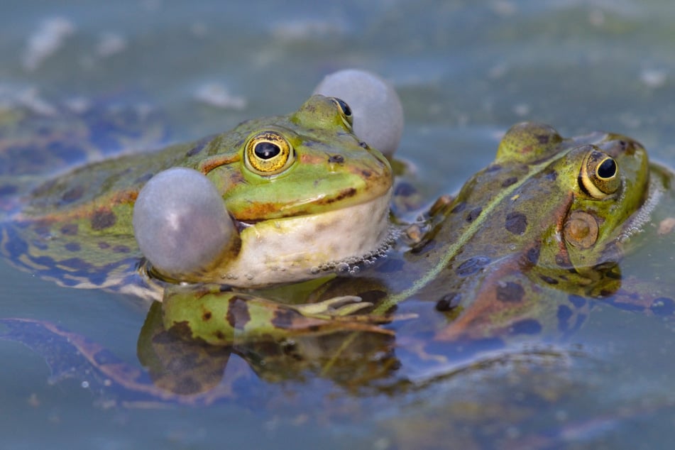 Wenn Frösche im Teich quaken, sieht man häufig ihre Schallblasen.