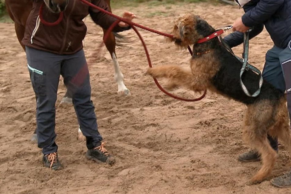 Terrier Buddy "zerfleischt" alles, was er in die Pfoten bekommt