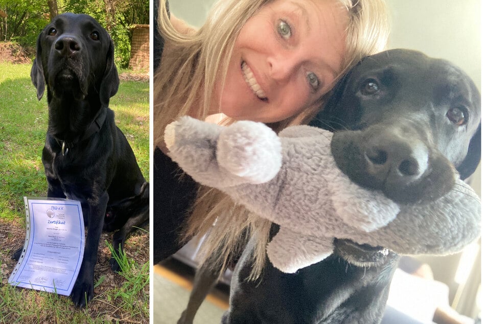Labrador soll nach herzlosem Gerichtsbeschluss unter den Hammer: Frauchen kämpft um Sorgerecht für ihren "Boon"