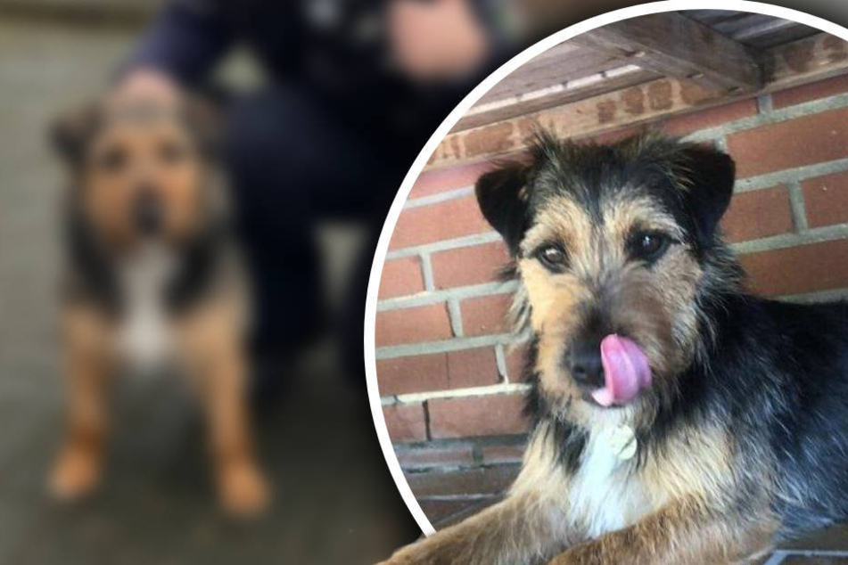 Terrier entführt! Hundebesitzer ruft Polizei, Tage später schlägt ein Zeuge Alarm