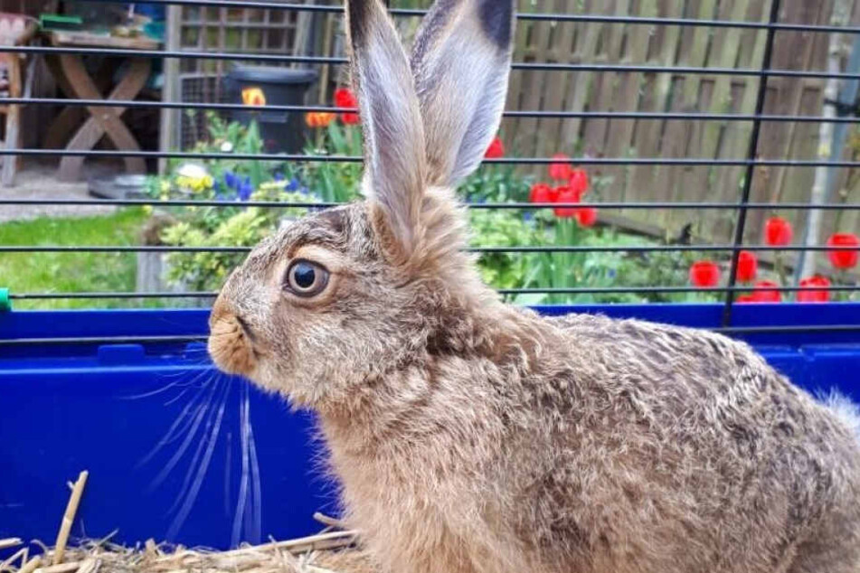Hase "Hoppel" fand durch eine Katze ein neues Zuhause.