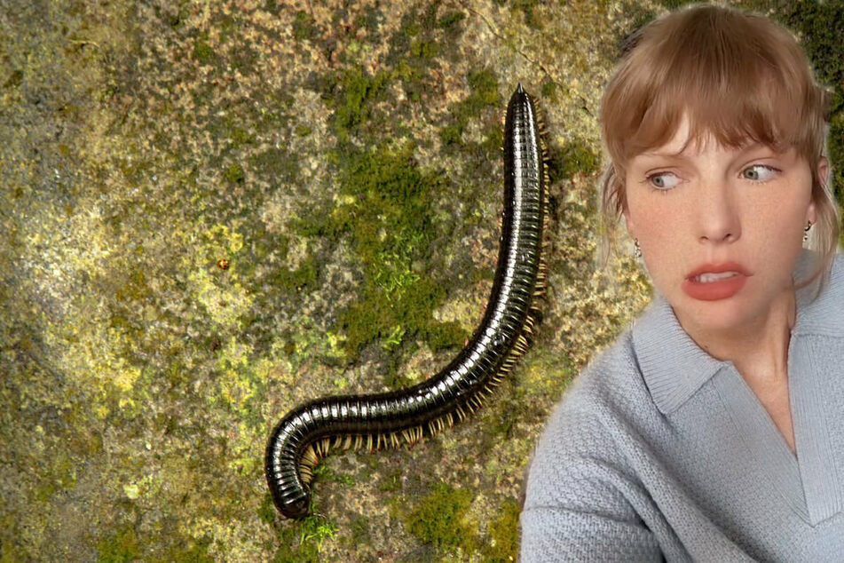 Taylor Swift now has a millipede from Tennessee named after her.