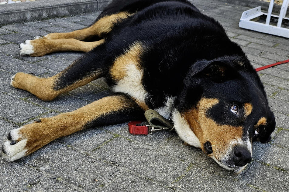 Kein Hinweis auf Besitzer: Hund verbringt Nacht bei Polizei, doch es gibt ein Happy End