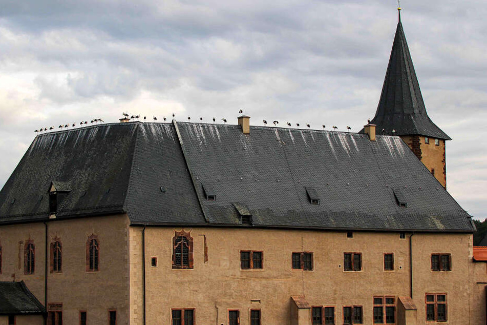 Wie aufgefädelt saßen 35 Störche auf dem Dachfirst von Schloss Rochlitz.