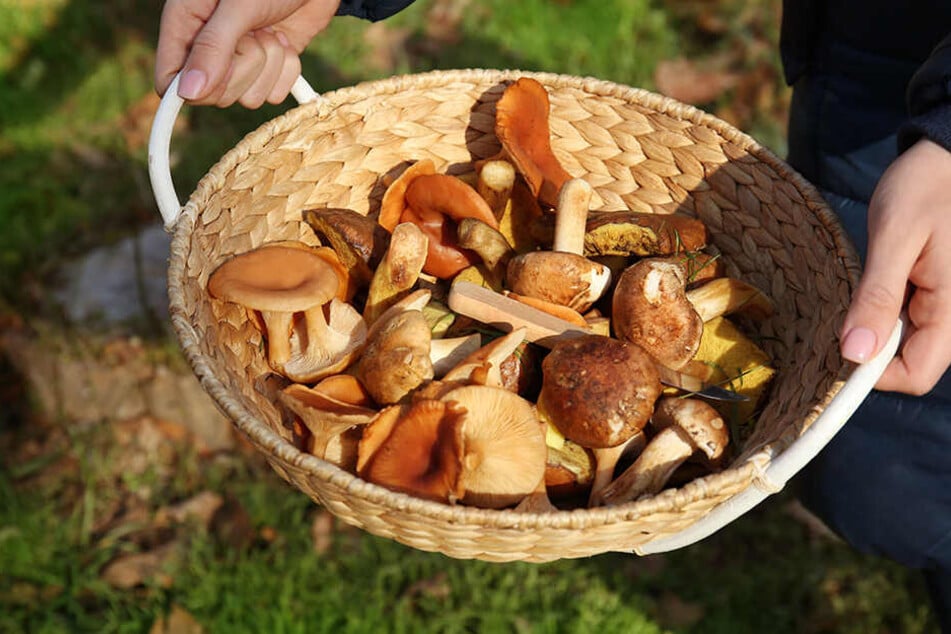 Auch typische Herbstsorten landen jetzt schon im Korb.