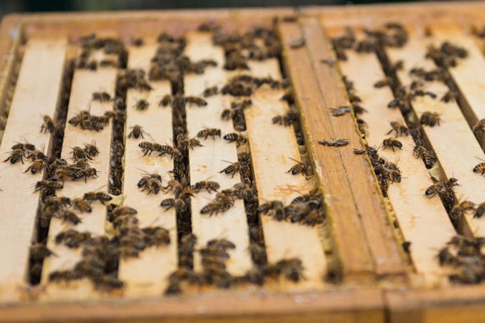 Bei zu dichter Ansiedlung ist die Krankheitsübertragung zwischen Bienen um einiges wahrscheinlicher. (Symbolbild)