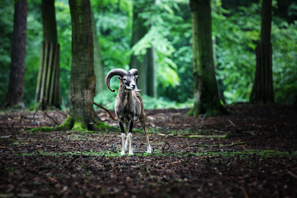 Die Tiere sollen Kindern helfen, einen respektvollen Umgang mit der Natur zu
lernen