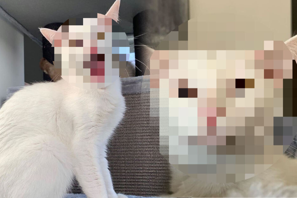 Katze haut mit ihrem Aussehen alle um: Wie schaut die denn aus?