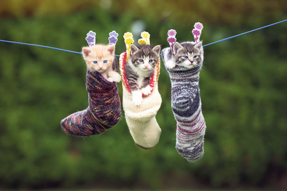 Einfach abgehangen! So können die drei süßen Kitten wenigstens nicht
weglaufen.